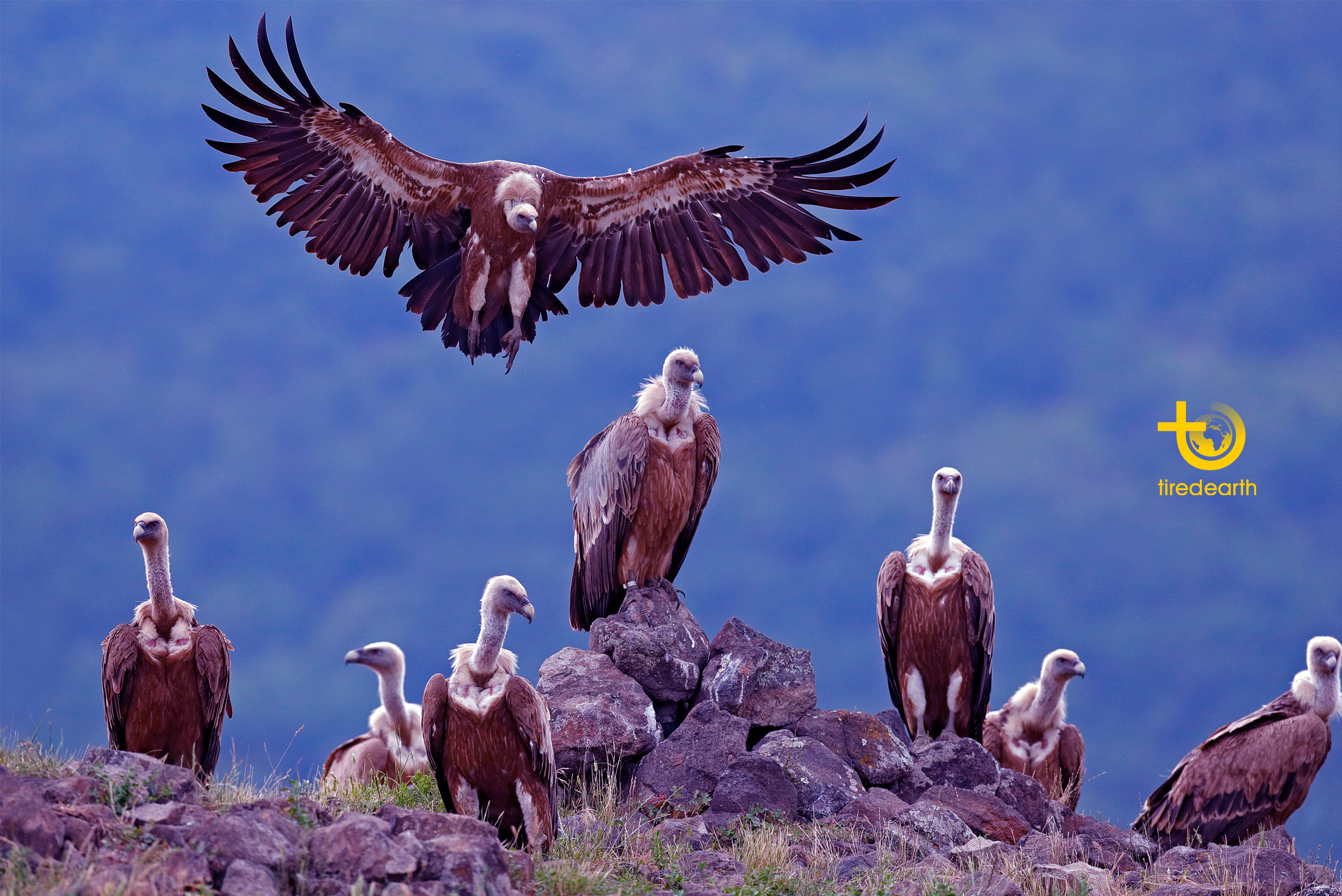 Tiredearth | Protecting Vultures from Extinction